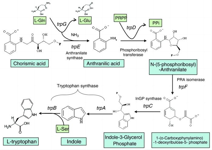Figure_2._The_biochemical_pathway_of_tryptophan_biosynthesis_[1](1).png